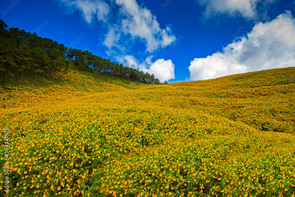 Mexican sunflower of Doi Mae U-Kho Mae Hong Son province off Thailand