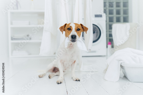 Indoor shot of little pedigree dog bites hanged white linen, poses on floor in laundry room at home. Hygiene, cleanliness and household concept © VK Studio