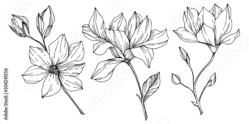 Vector Magnolia floral botanical flowers. Black and white engraved ink art. Isolated magnolia illustration element.
