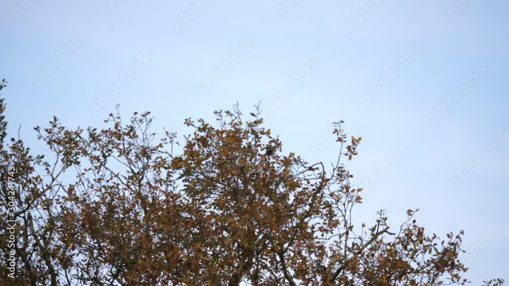 autumn scenic flock of birds starlings fly from tree autumn scenic flock of birds starlings fly from tree