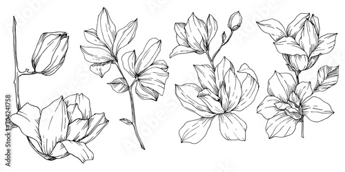 Vector Magnolia floral botanical flowers. Black and white engraved ink art. Isolated magnolia illustration element. © yanushkov