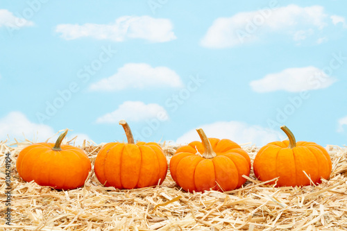 Fall scene with orange pumpkins on straw hay with sky background