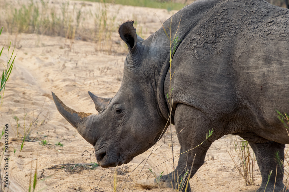 Protected Southern White Rhino Protected Southern White Rhino
