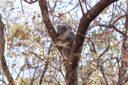Koala Baby klettert am Baum © vanillya