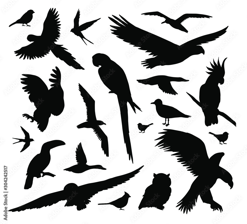 Fototapeta premium Vector set bundle of different black wild birds silhouette isolated on white background