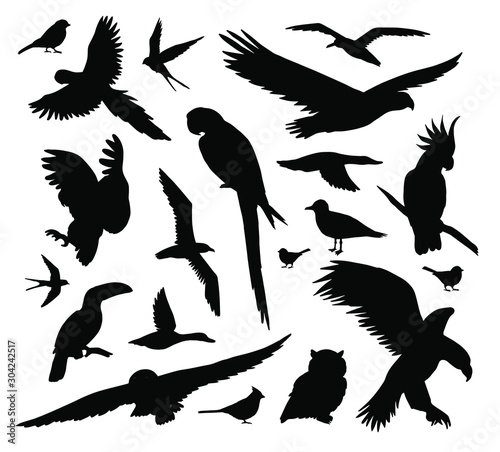 Vector set bundle of different black wild birds silhouette isolated on white background