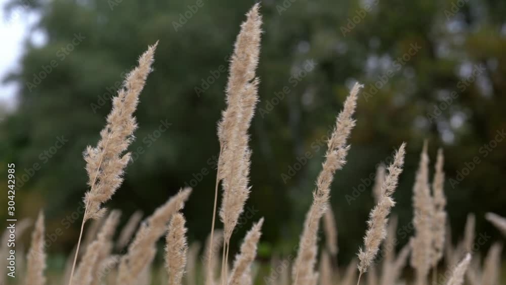 ears of grass swaying in wind on summer meadow ears of grass swaying in wind on summer meadow