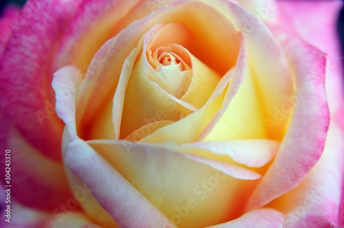 Rose in pure perfection