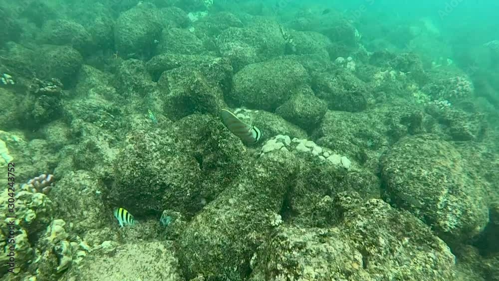 Ornate Butterfly Tropical Fish Ornate Butterfly Tropical Fish