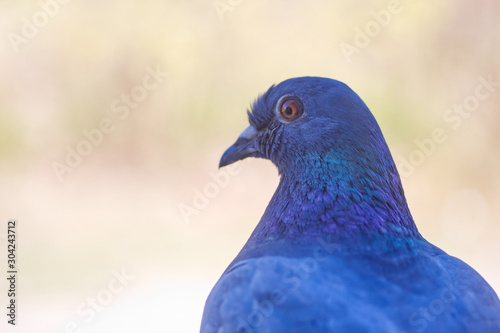 Portrait of pigeon macro on bright background