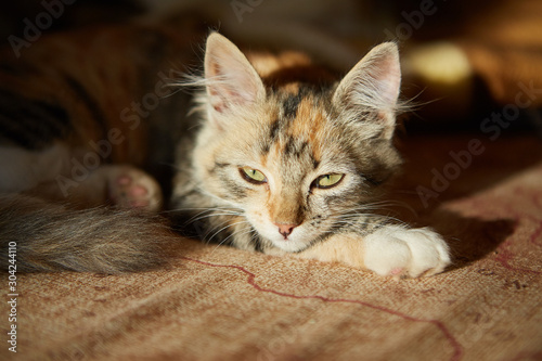 Lazy cat sleeps on sofa. © Malsveta