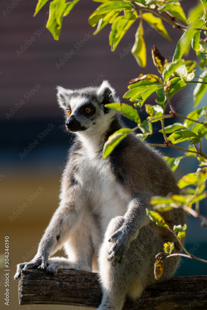 Sich sonnender Katta (lemure) sitzend in einem Baum Sich sonnender Katta (lemure) sitzend in einem Baum