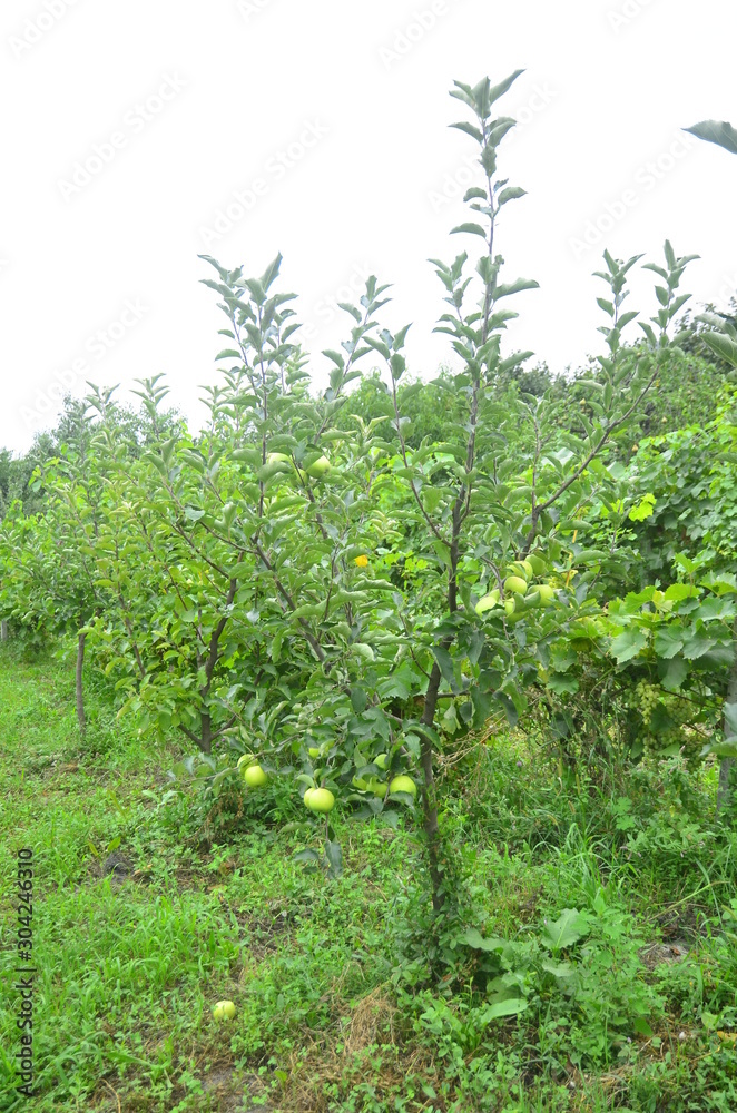 Apple orchard