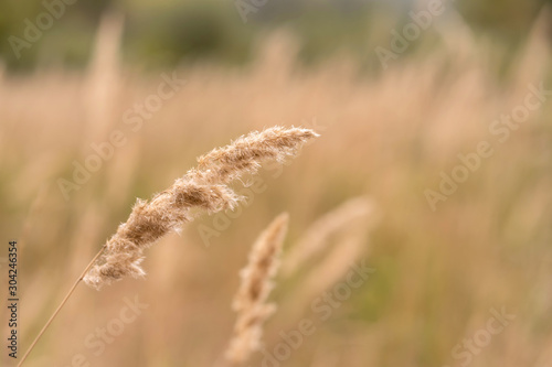 Savannah grass field in sun backlight,Twinkle with sunlight at noon.