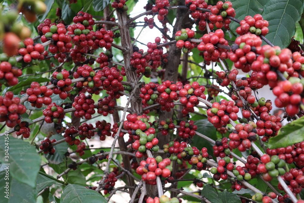 red berries of viburnum on a branch red berries of viburnum on a branch