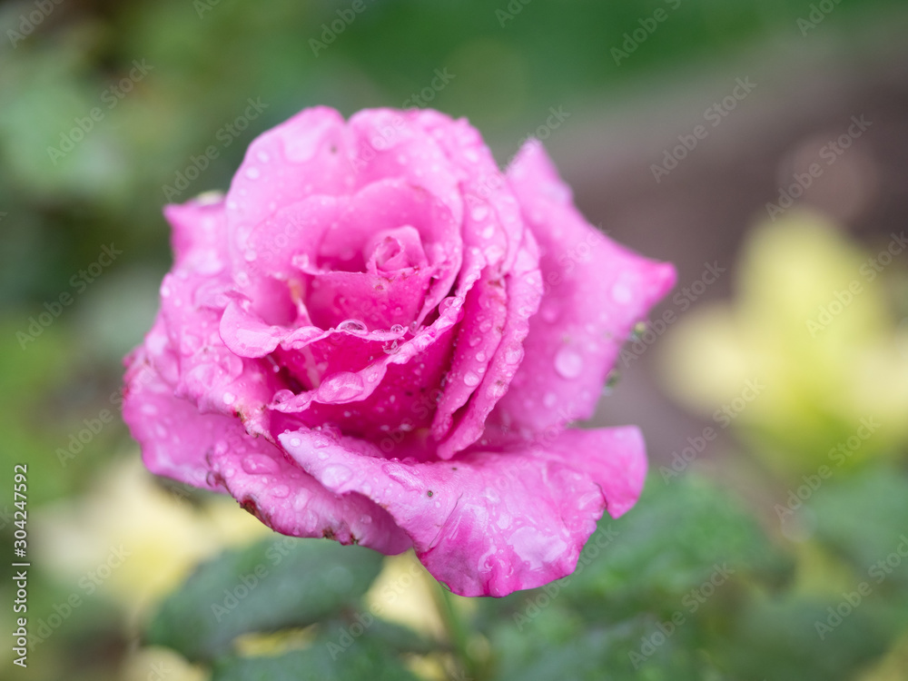 Close Up of a Bubble Gum Pink Rose with Raindrops Close Up of a Bubble Gum Pink Rose with Raindrops
