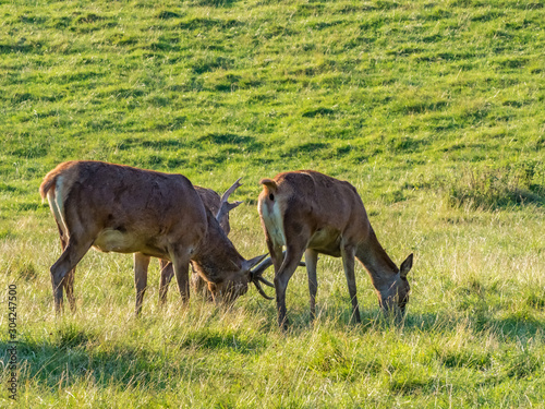Fototapeta Naklejka Na Ścianę i Meble -  Perthshire / Szkocja - 25 sierpień 2019: Zwierzęta obok Zamku Blair w sierpniowy słoneczny dzień