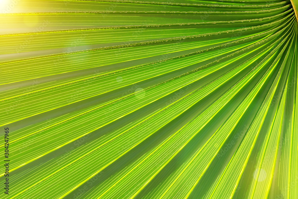Obraz premium Backlit fresh palm tree leaves. Tourists attraction. Natural tropical textured abstract background.