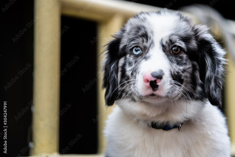 Adoreble sweet dog puppy with fluffy fur. Adoreble sweet dog puppy with fluffy fur.