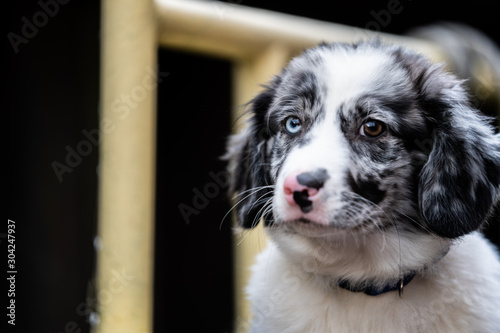 Adoreble sweet dog puppy with fluffy fur. photo