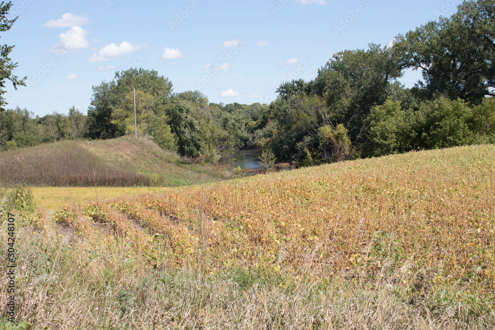 field of beans with hidden river 
