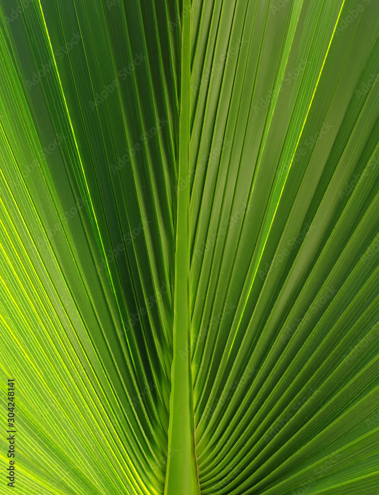 Obraz premium Backlit fresh palm tree leaves. Tourists attraction. Natural tropical textured abstract background.
