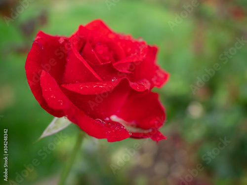 Detail of a Red Rose with Raindrops