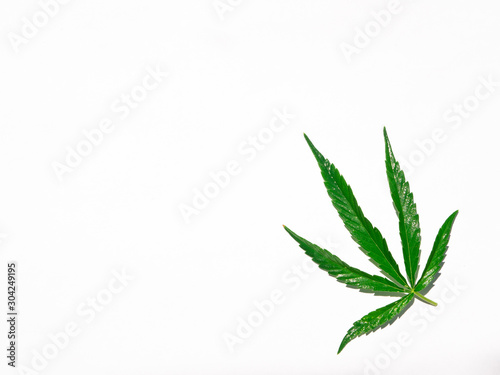 Green cannabis leaf isolated on white closeup