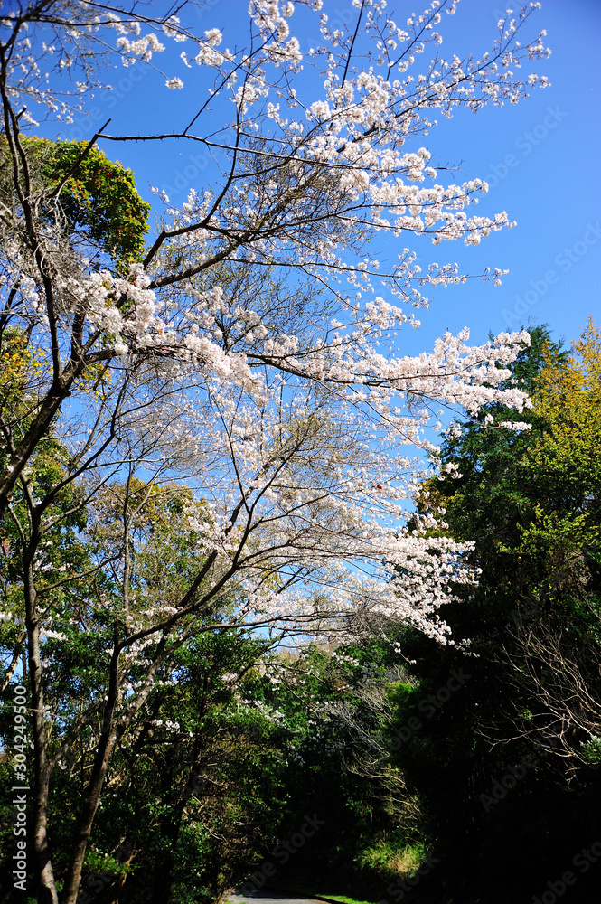 Fototapeta premium 日向市馬ケ背の桜