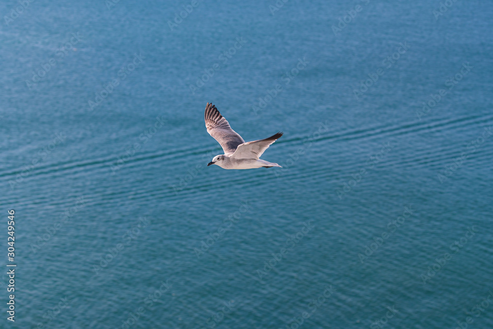 Bird. PAJARO BAHIA.