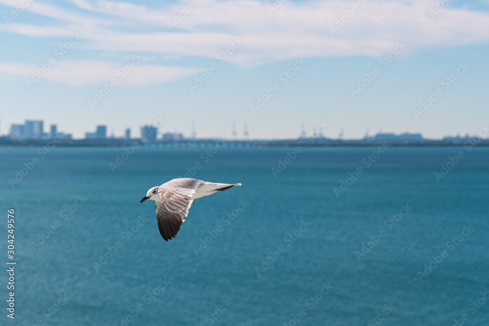 Bird.PAJARO BAHIA