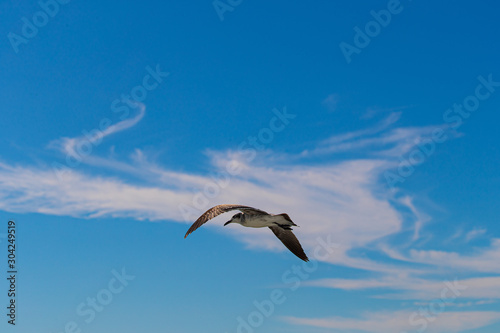 Obraz na płótnie Bird.PAJARO BAHIA w salonie