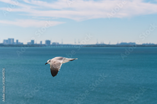 Obraz na płótnie Bird.PAJARO BAHIA w salonie