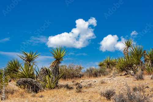 Yucca plants on a hill at Red Rock Canyon near Las Vegas, Nevada