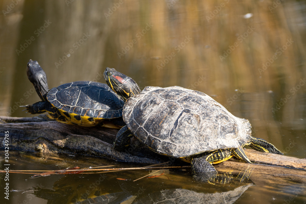 Mutter und Kind Schildkröte hintereinander Mutter und Kind Schildkröte hintereinander