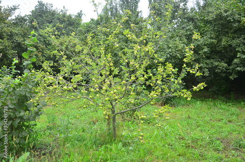 Tree with small apples