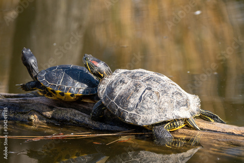 Mutter und Kind Schildkröte hintereinander