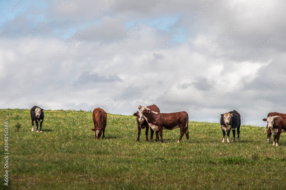 cows grazing in a field cows grazing in a field