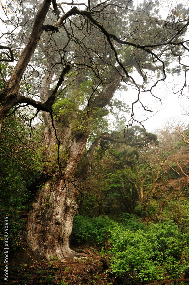 Obraz premium 屋久島もののけの森