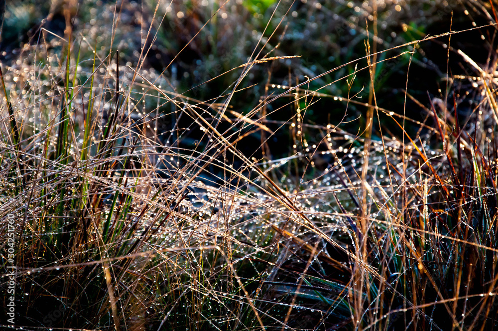 Obraz premium frost on the grass