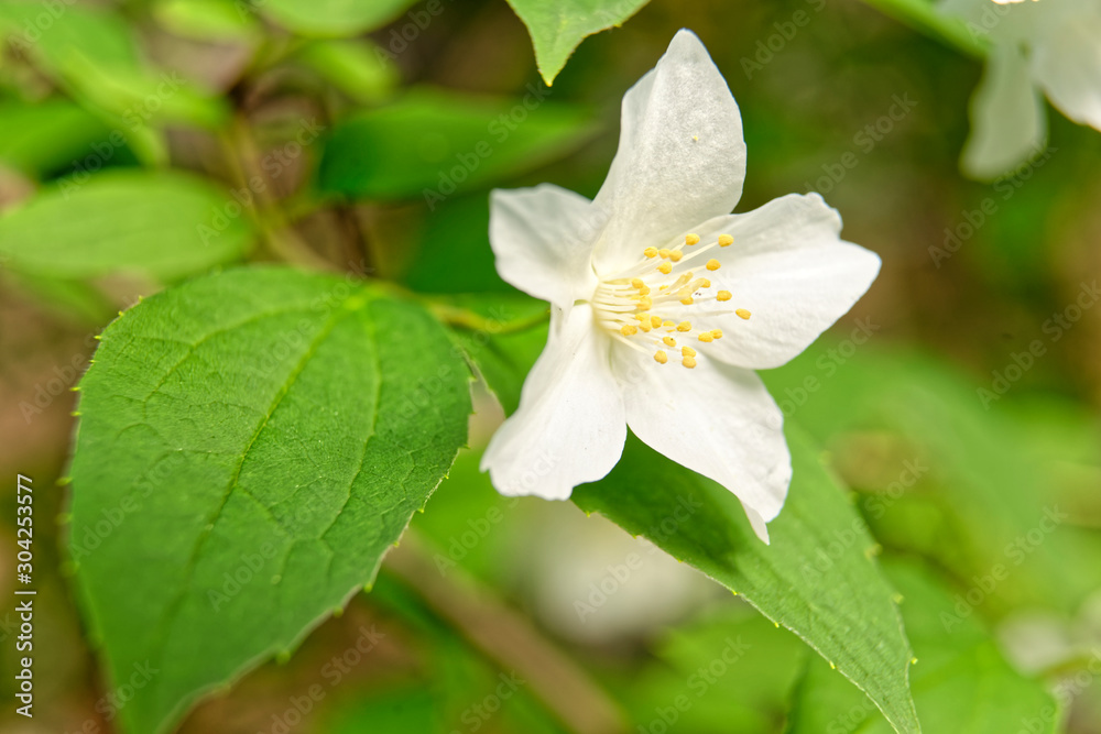 close up of jasmine flowers in a garden close up of jasmine flowers in a garden