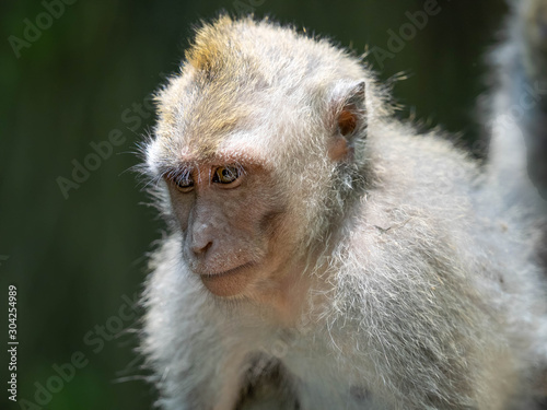 A Monkey Enjoying the Day in the Ubud Monkey Forest