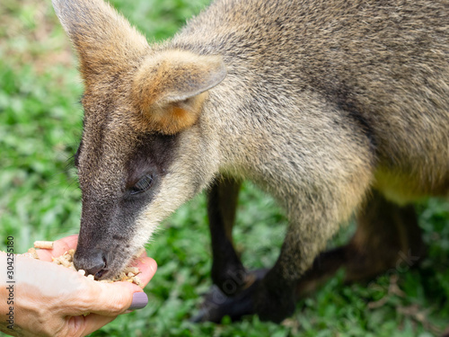 A Wallaby Eating a Meal in an Australian Wildlife Sanctuary © Brian