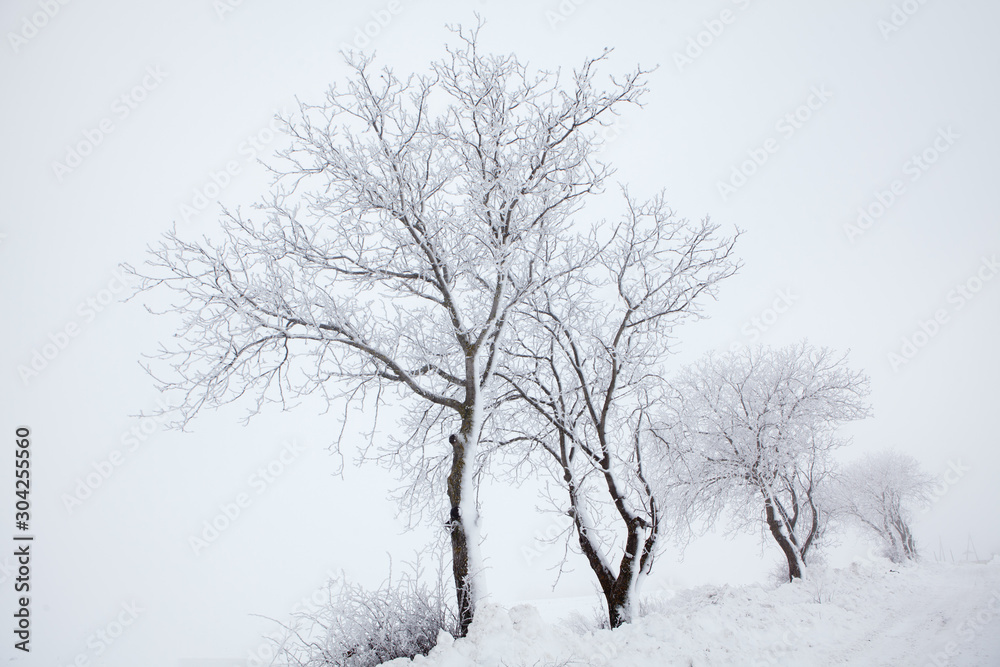 foggy weather with trees on a snowy hill