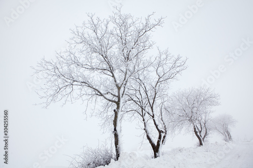 foggy weather with trees on a snowy hill