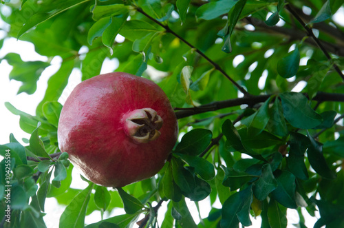Pomegranate tree on tree