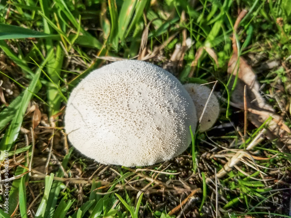 Common or wated puffball mushroom Common or wated puffball mushroom