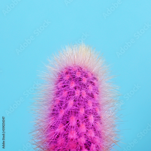 Fotografie Beautiful bright cactus on light blue background, closeup