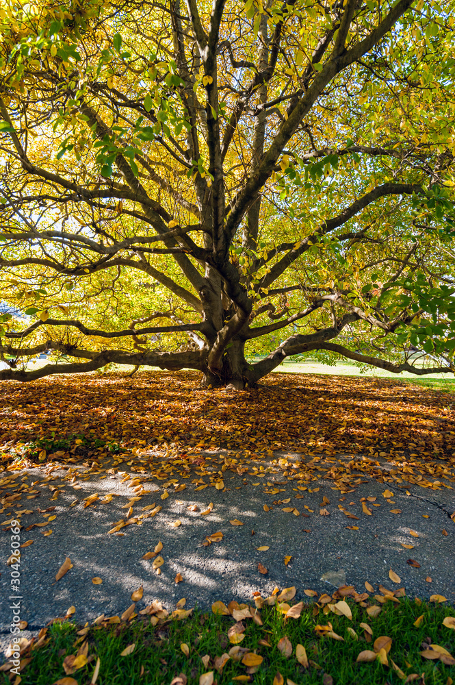 Tree in autumn with yellow leaves