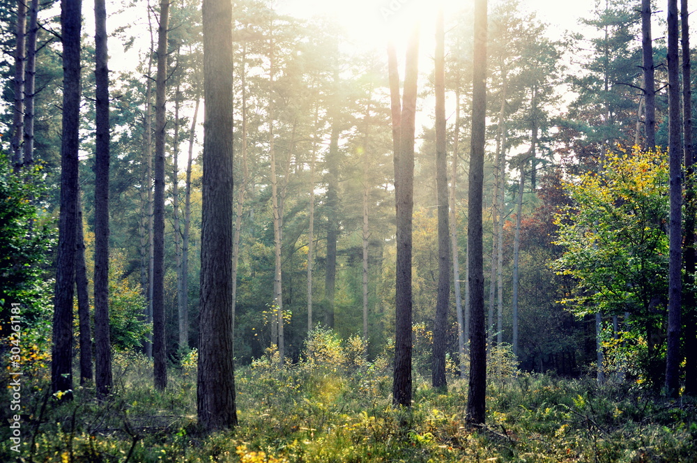 Obraz premium Morning in the forest